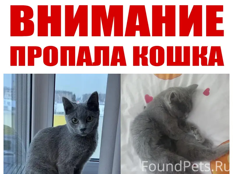 Пропала кошечка