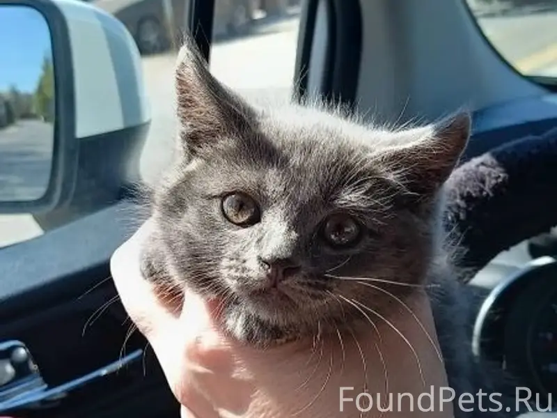 Найден котёнок-девочка, 1,5–2 месяца