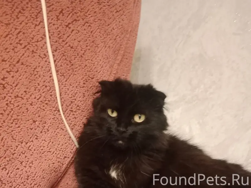 Пропала кошка, Паново