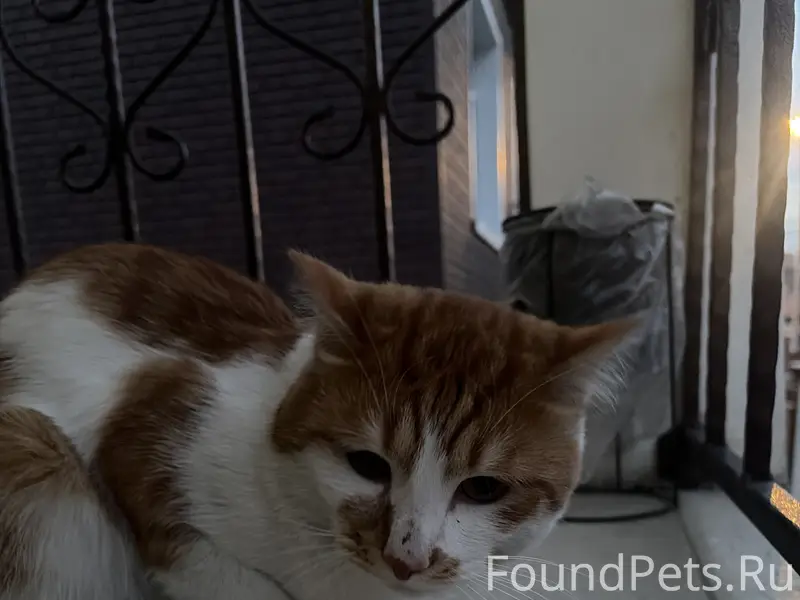 Пропал кот