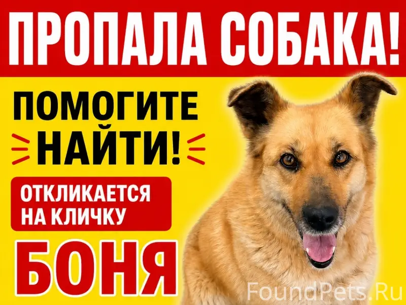 Пропала собака Боня, Западный район