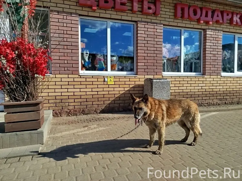 Найден пёс, [место] «пьяная» площадь