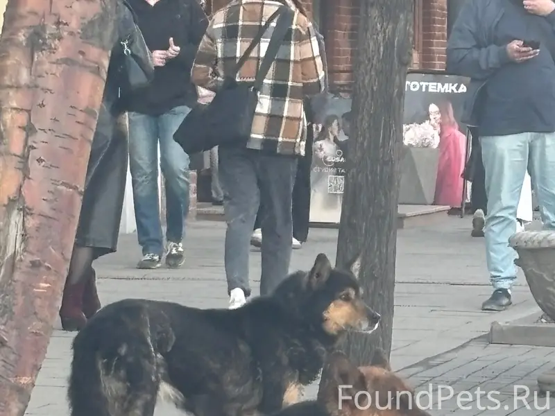 Пропала овчарка Джесси, частный дом