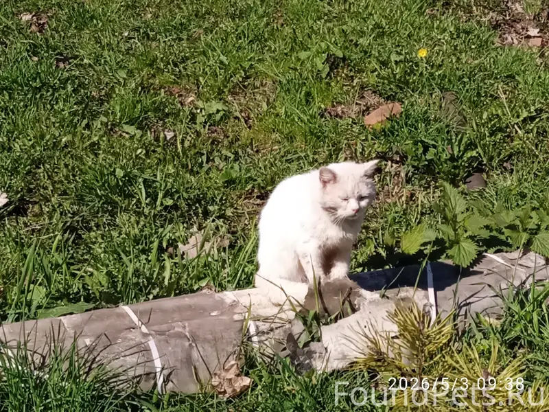 Найдена кошка Барсик, район неизвестен
