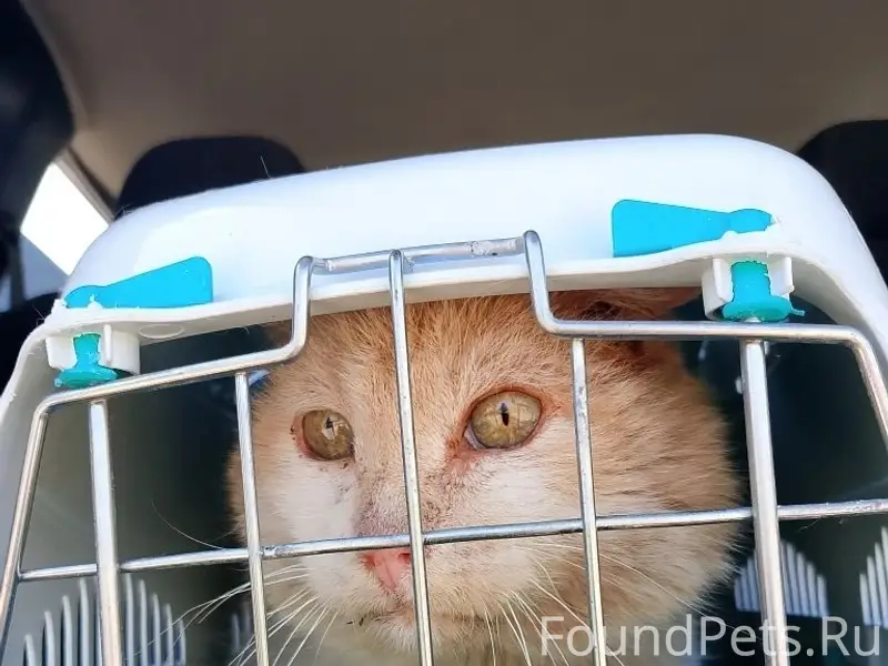 Найден кот Макардий, Воронеж, Тепличный