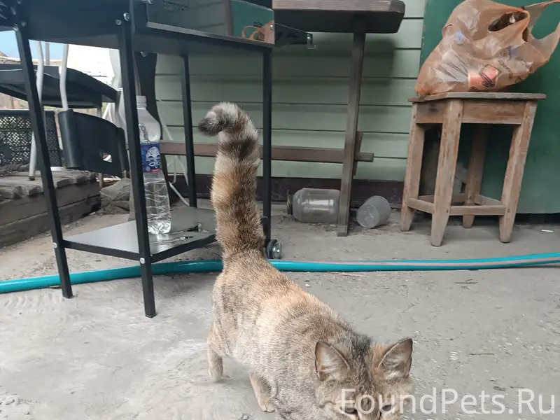 Найдена кошка, Ленинский район