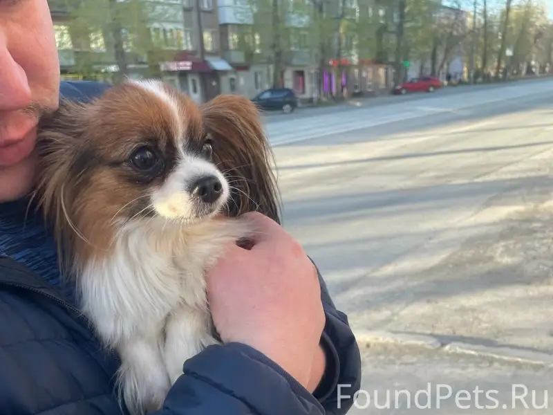 Найден папиньон, ул. Мира х ул. Качалова