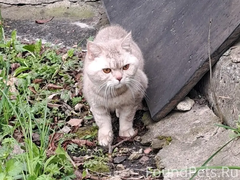 Пропал британский короткошёрстный Мартин, Железногорск