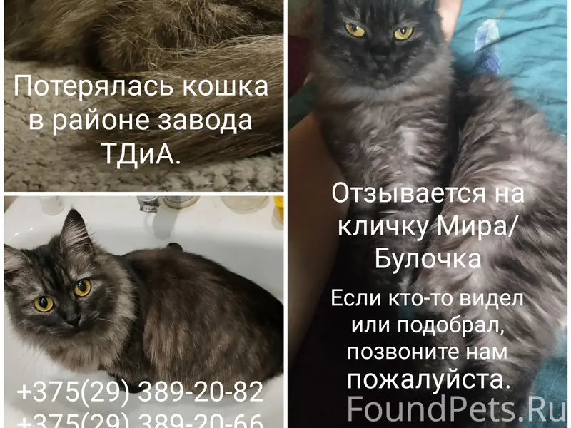 Потерялась кошка 
