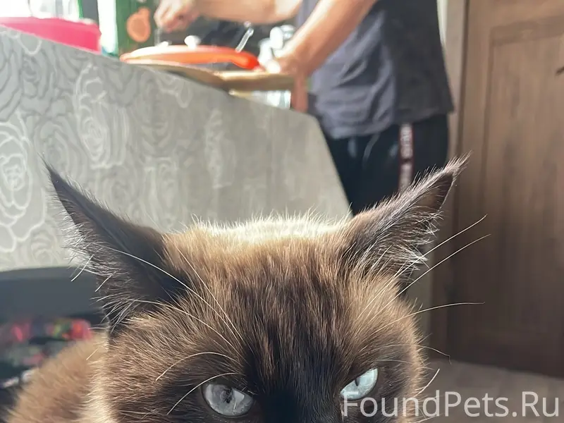 Пропал кот Мотя, Промышленный район