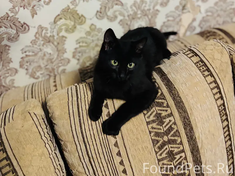 Пропал кот, район Новка, Полоцк