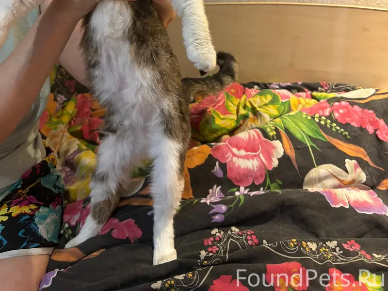 Найдена кошка, Юдино