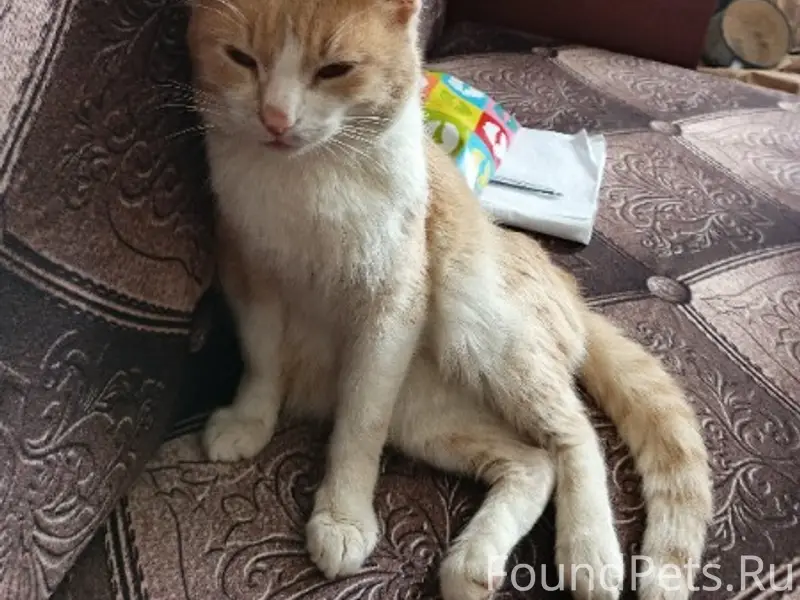 Пропал кот