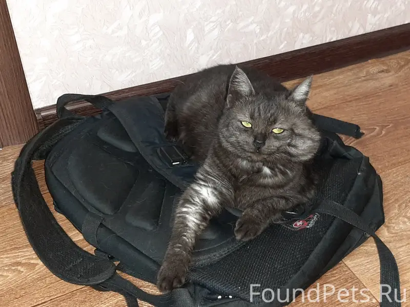 Пропала кошка, район ул. Молчанова