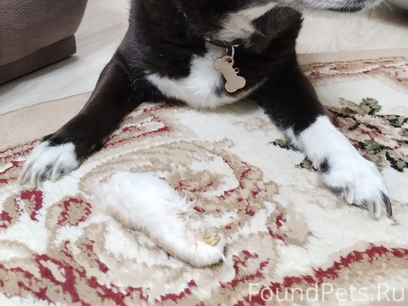 Пропал кобель, дачи за локомотивным депо
