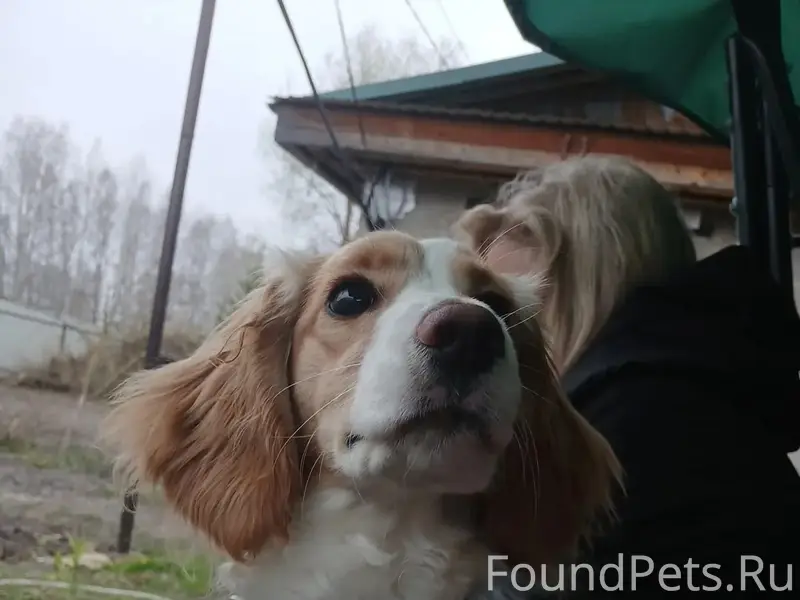 Пропала Русская спаниель, район северного автовокзала