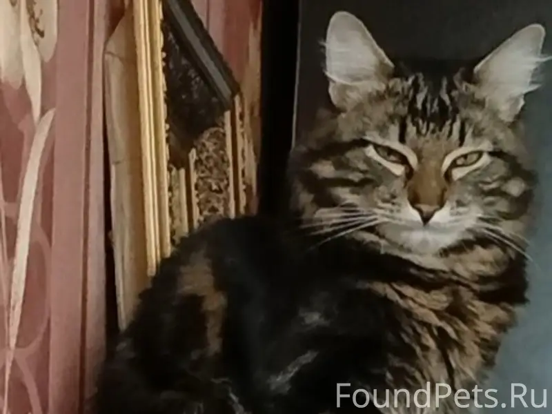 Пропал кот Васька, улица Гороховская