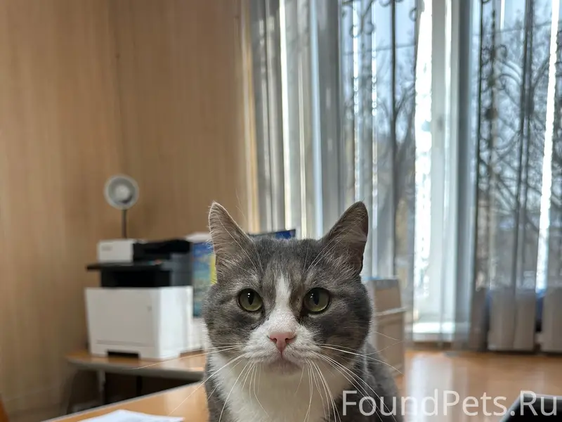 Найден кот Том