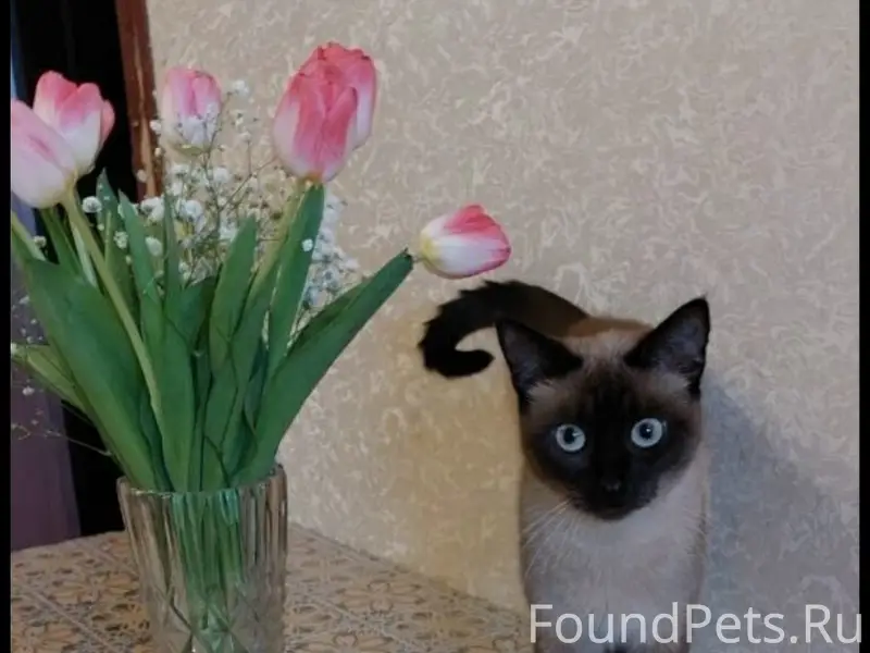 Пропала кошка, Химки, мкр Сходня