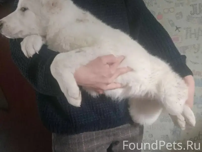 Пропала девочка алабай Снежа, Советская, 9