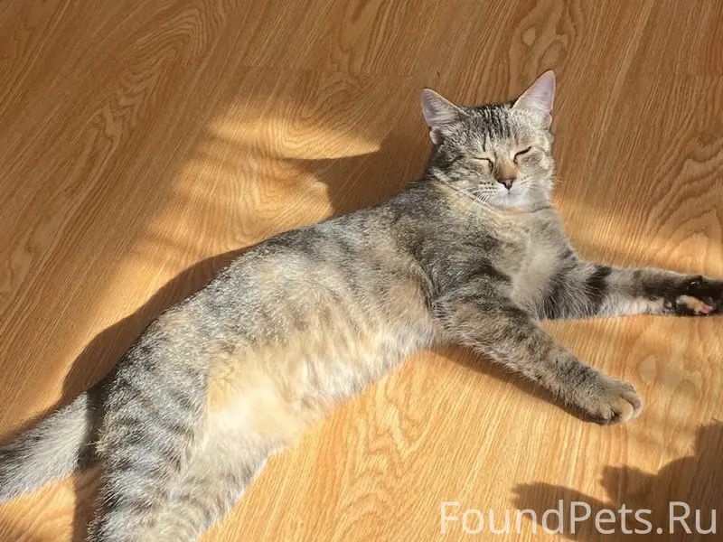 Пропала кошка Дуся, Верхняя Гурьевка