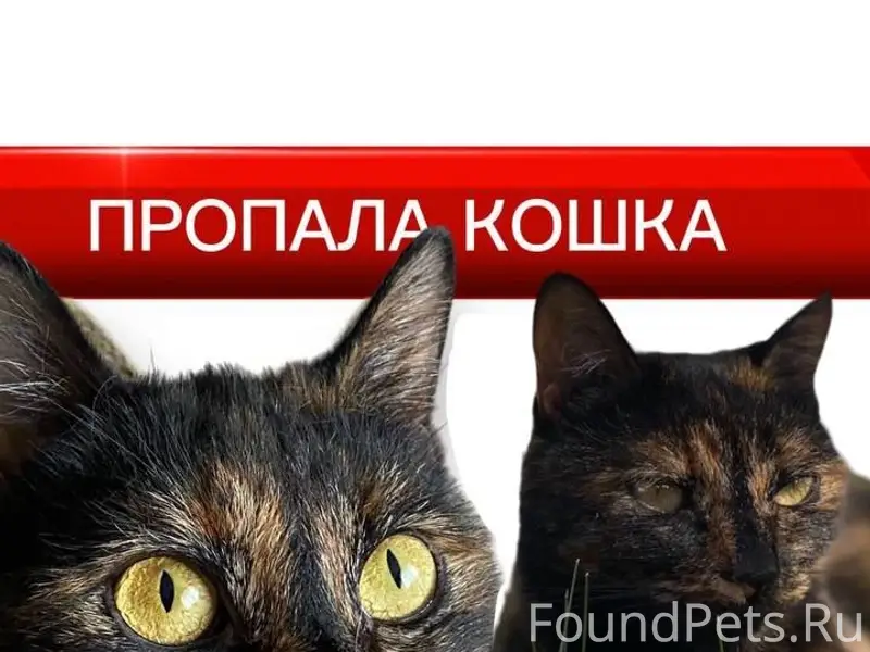 Пропала кошка Кася, Рузский район