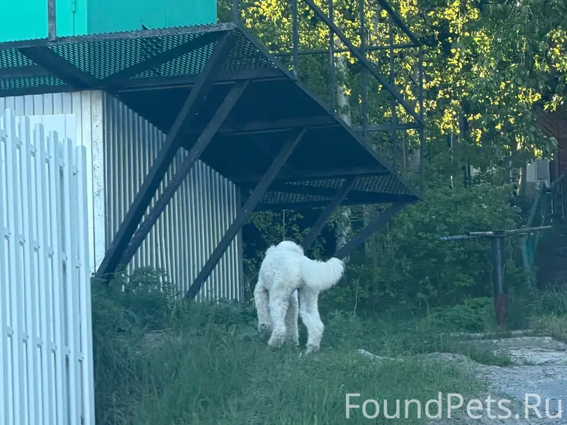 Пропал пёс, Видно