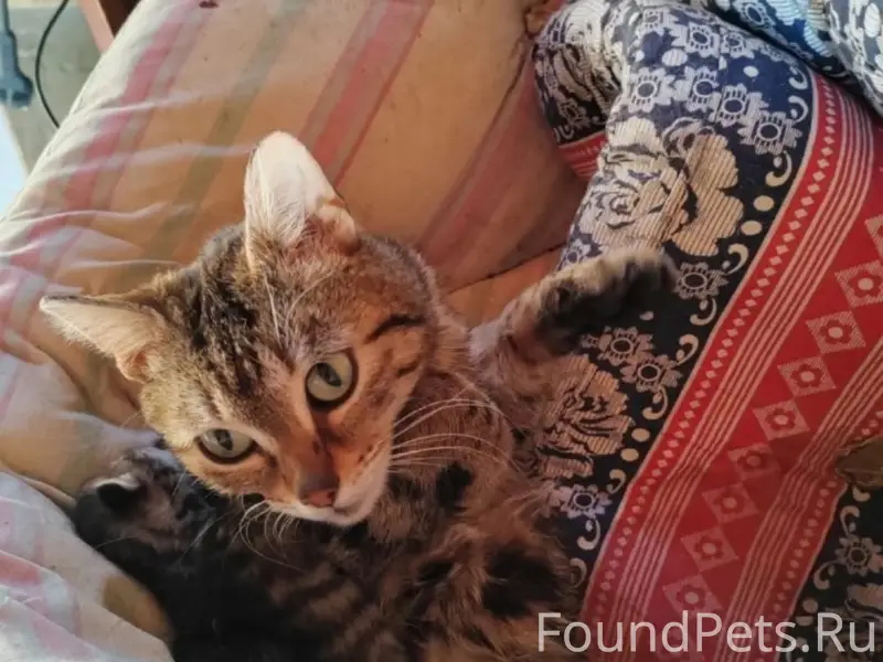Найдена кошка, Кооператив Энергетик-2