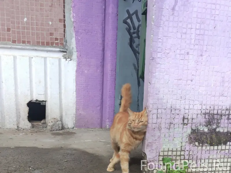 Найдена рыжая кошка, Великий Новгород