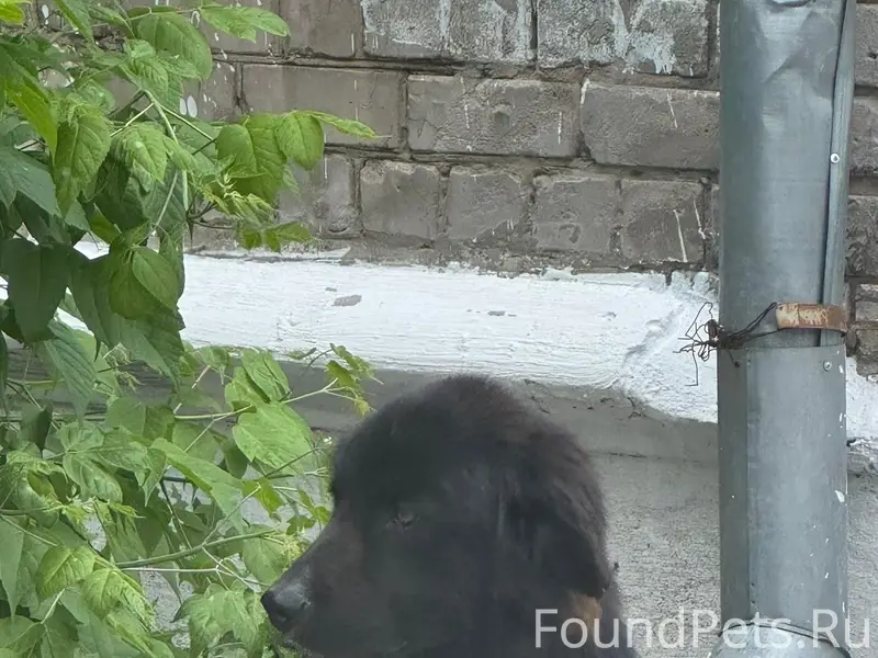 Пропала собака, ул. Гагарина