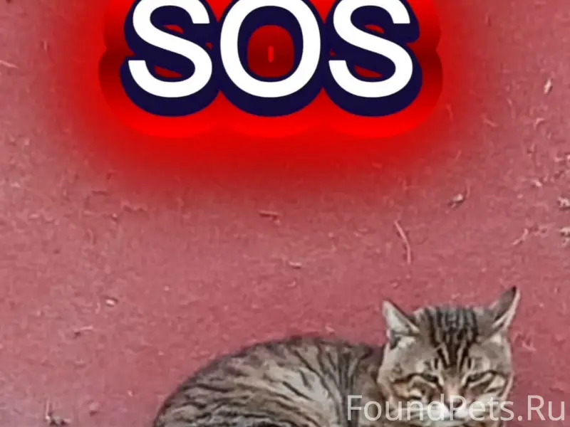 Найден кот