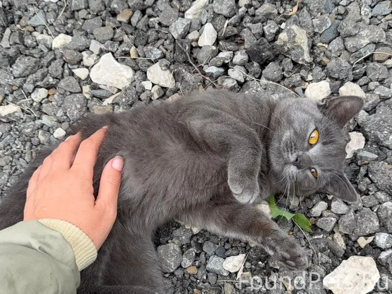 Найдена русско-голубая кошка, Победа