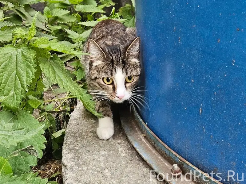 Найдена кошка, район пр. Победы