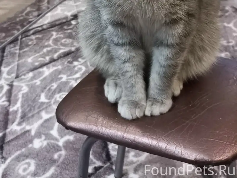 Пропал кот, Залинейный район