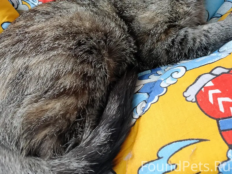 Найдена кошка, Щеглово
