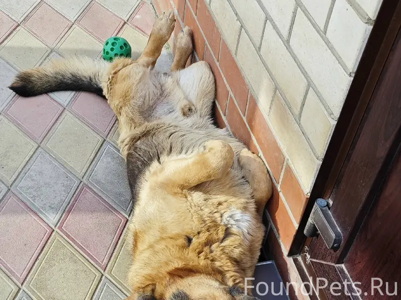 Пропал пёс Савват