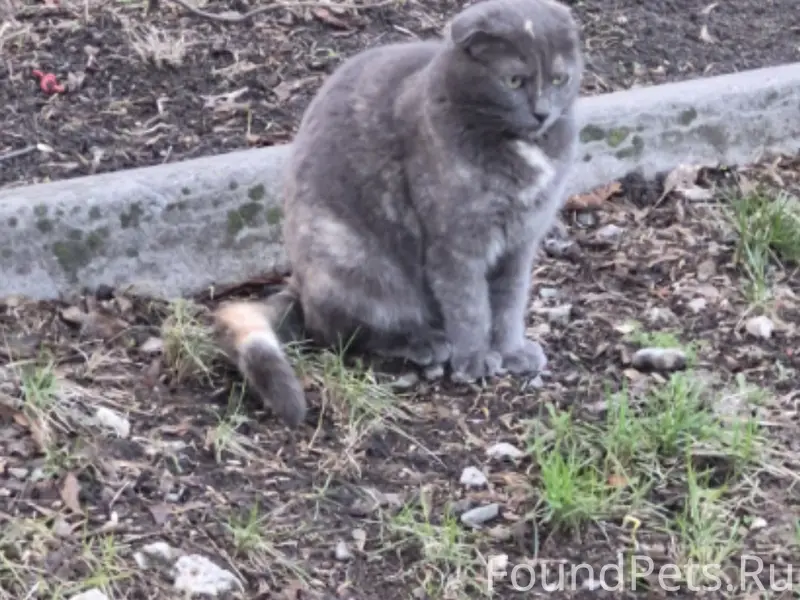 Пропала кошка, место не указано