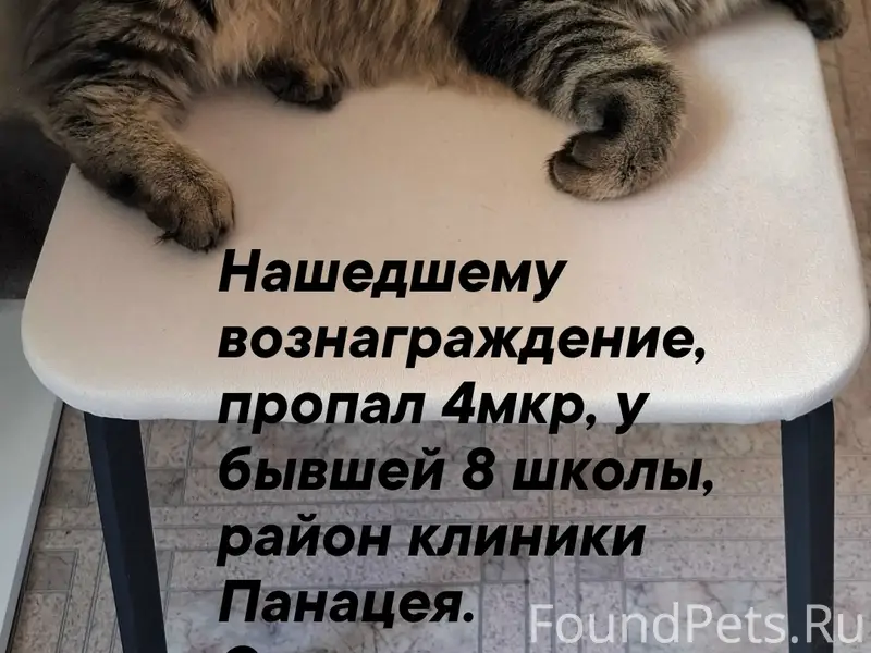 Пропал кот Кекс