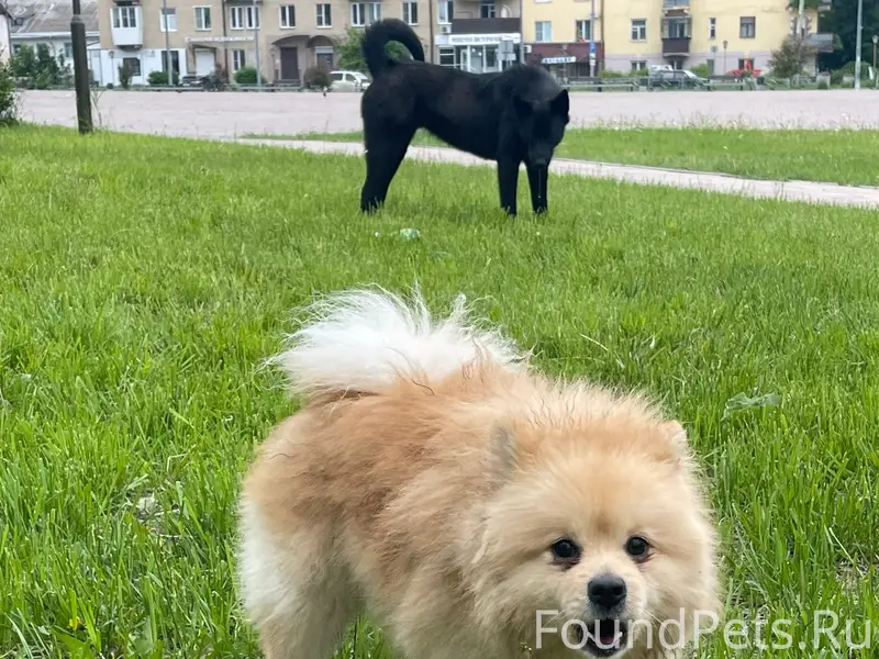 Найден пёс, Ленина