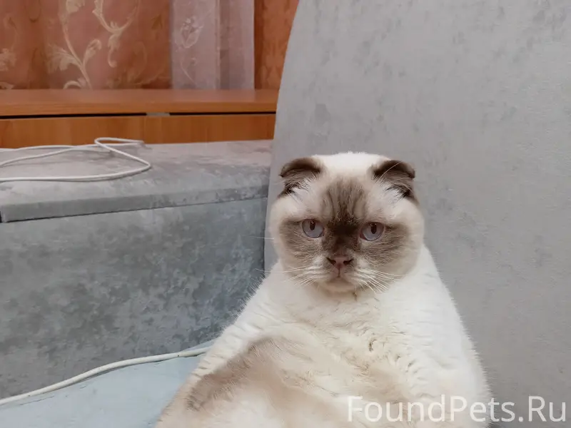 Пропал кот Батон