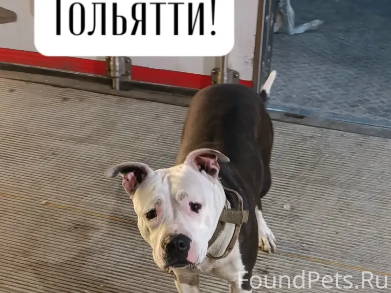 Найден аст, девочка