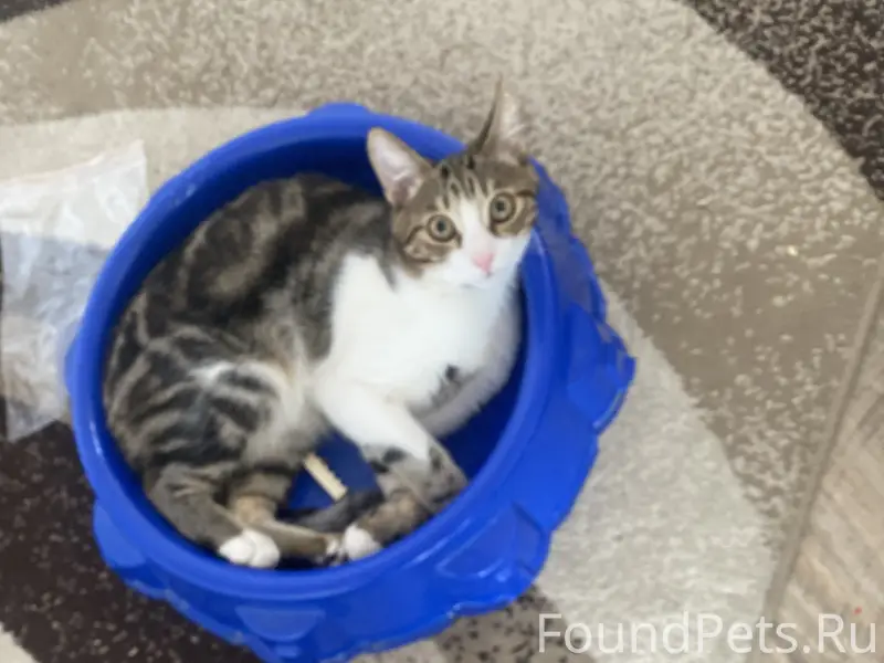 Потерялся Котик