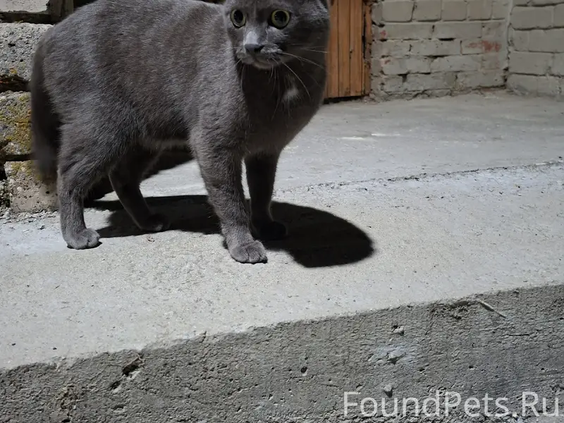 Найден кот, район 19 школы