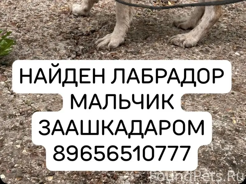 Найден Лабрадор, за Ашкадарью