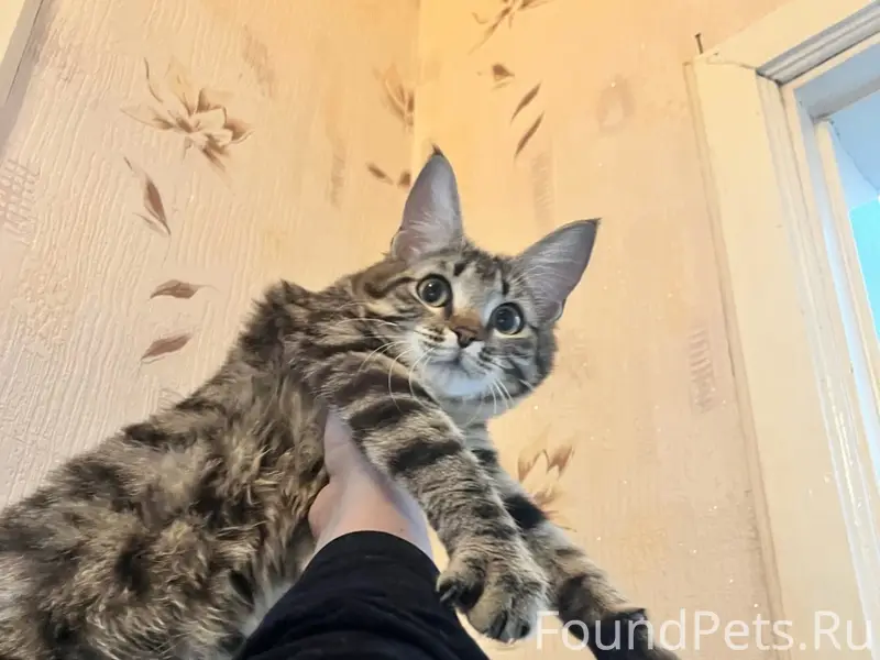 Найдена молодая кошка, Октябрьская революция 15