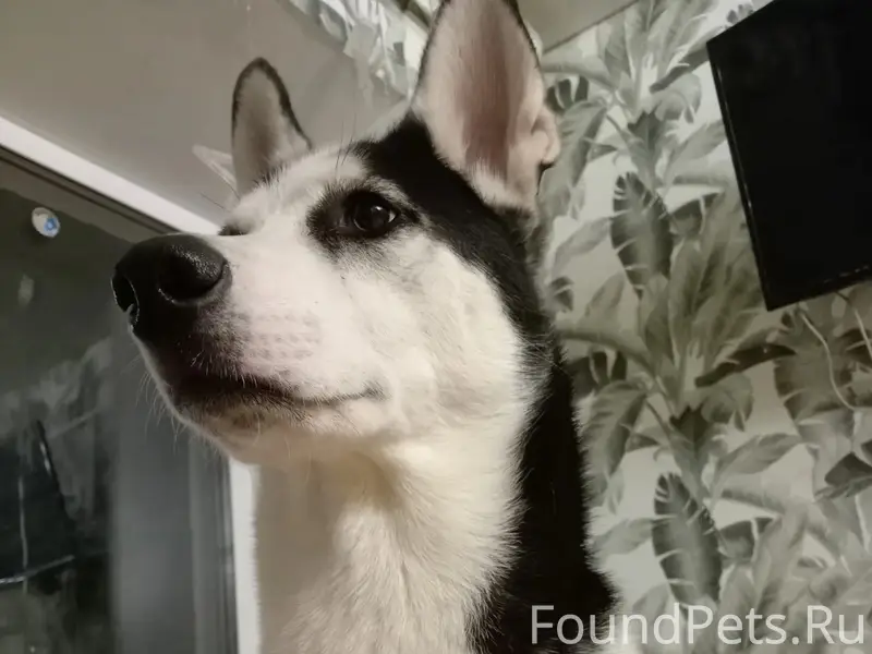 Пропала собака Дэни