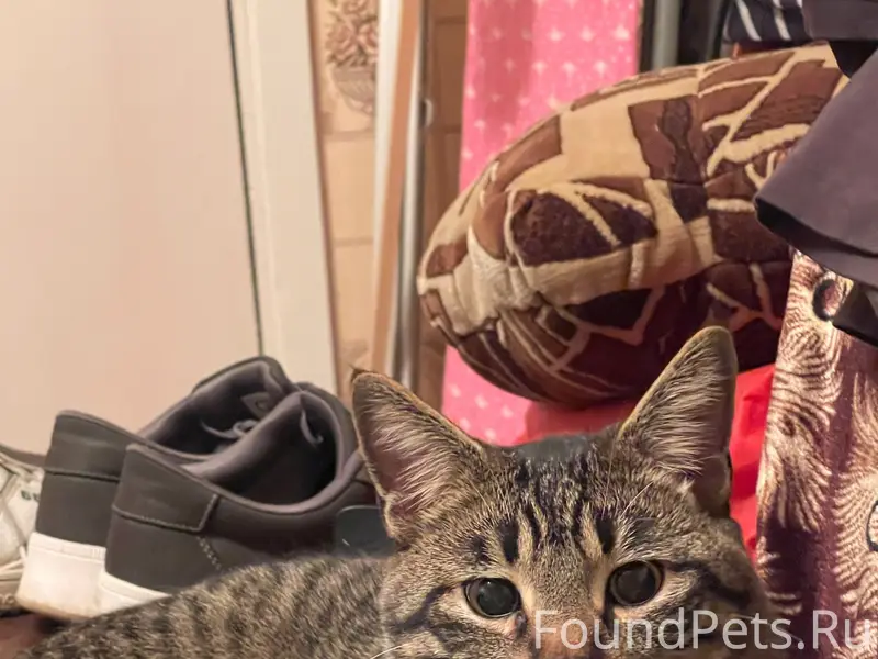 Найден кот, район рудника