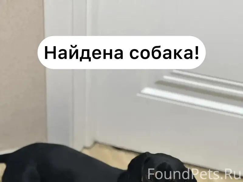Найден щенок такса, район Мира-Льва Толстого