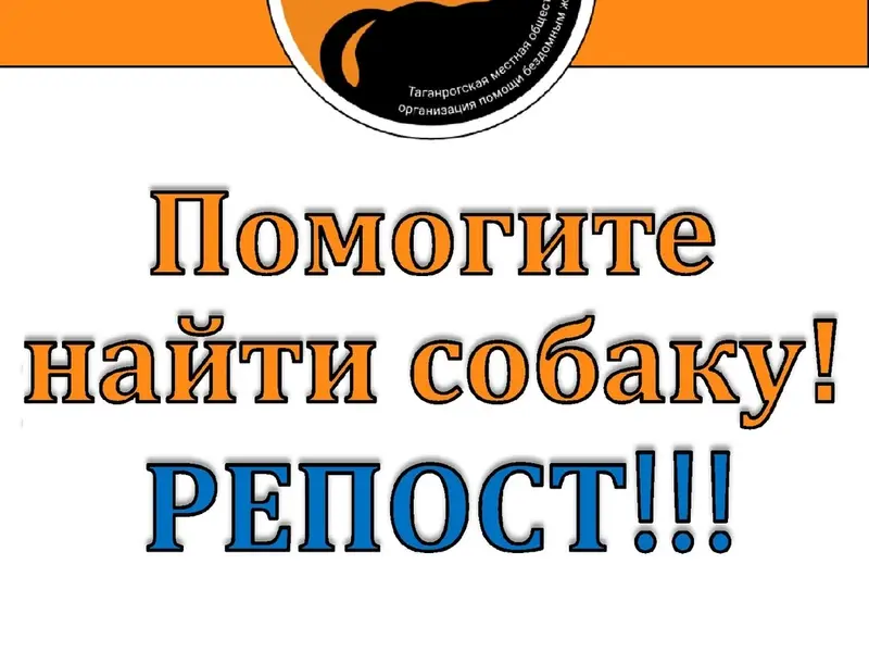 Пропал цвергпинчер Фрэнк, центральный пляж