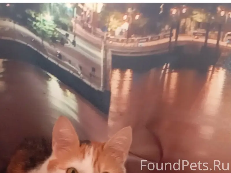 Пропала трёхцветная кошка Соня, район Чайковского